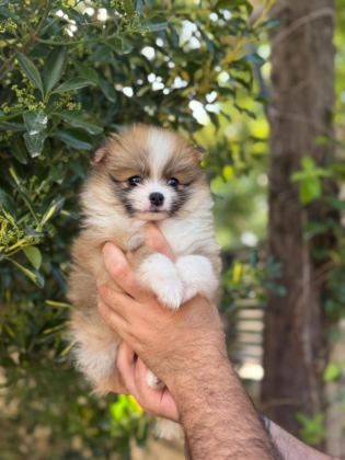 HARİKA POMERANİAN BEBEKLERİ