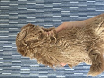 MÜKEMMEL KALİTE BEBEK SURAT MALTİPOO YAVRULARIMIZ