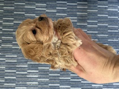 MÜKEMMEL KALİTE BEBEK SURAT MALTİPOO YAVRULARIMIZ