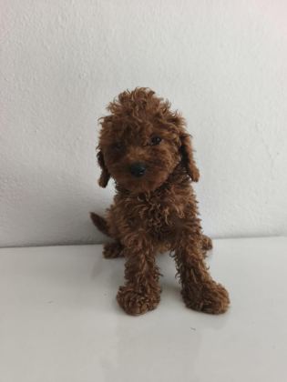 TOY POODLE YAVRULARI