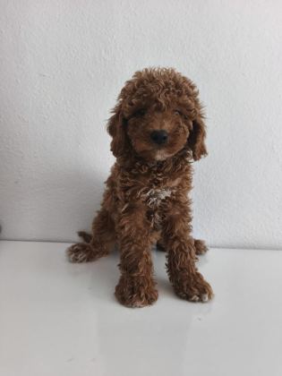TOY POODLE YAVRULARI