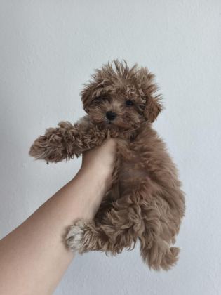 TOY POODLE YAVRULARI