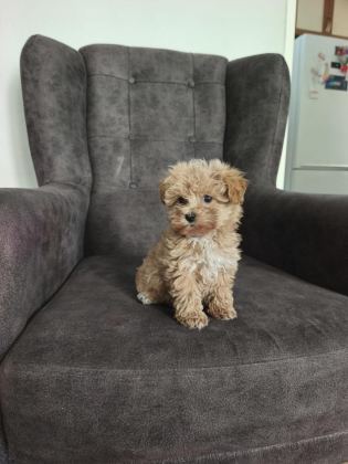 MALTİPOO YAVRULARI