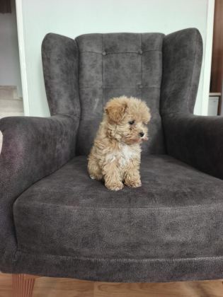 MALTİPOO YAVRULARI
