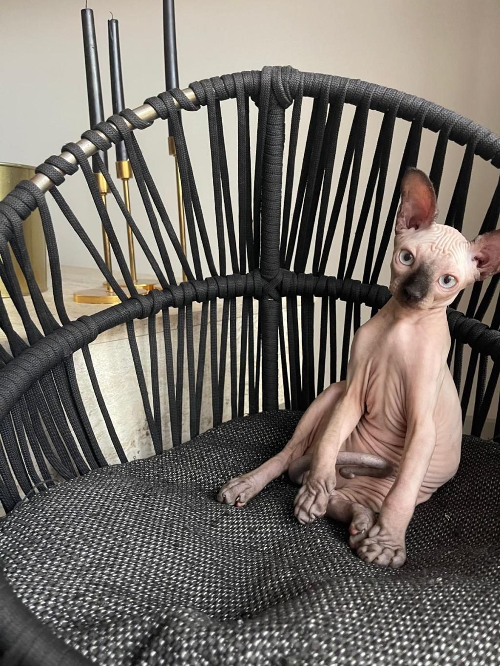 SFENKS KEDİMİZ