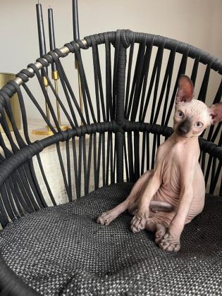 SFENKS KEDİMİZ