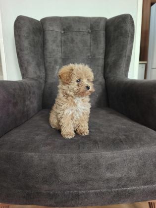 MALTİPOO YAVRULARI