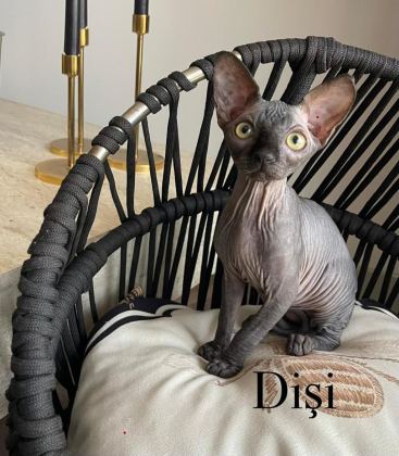 SFENKS KEDİMİZ