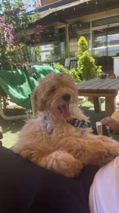 3 AYLIK MALTİPOO