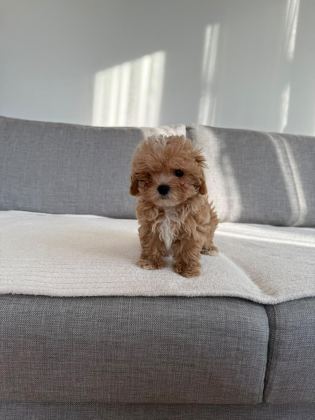IRKININ EN KALİTELİ YAVRUSU EV DOĞUMLU TEACUP BOY MALTİPOO