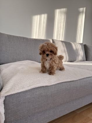 IRKININ EN KALİTELİ YAVRUSU EV DOĞUMLU POODLE BEBEĞİM