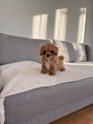 IRKININ EN KALİTELİ YAVRUSU EV DOĞUMLU TEACUP BOY MALTİPOO