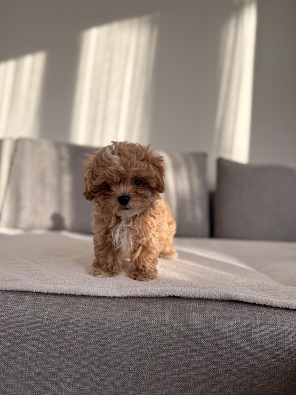 IRKININ EN KALİTELİ YAVRUSU EV DOĞUMLU POODLE BEBEĞİM