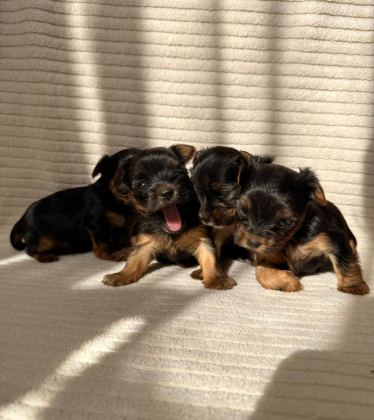 TEACUP YORKSHİRE EV DOĞUMLU YAVRULAR