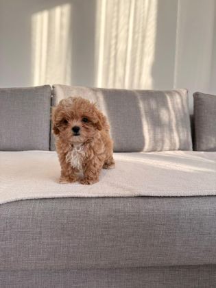 IRKININ EN KALİTELİ YAVRUSU EV DOĞUMLU TEACUP BOY MALTİPOO