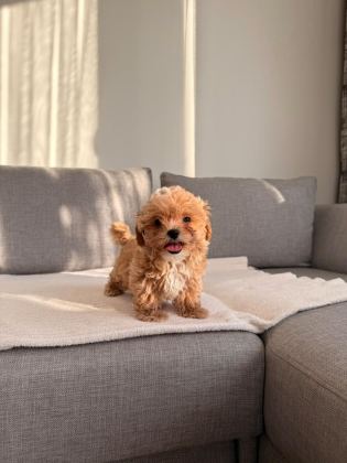 IRKININ EN KALİTELİ YAVRUSU EV DOĞUMLU TEACUP BOY MALTİPOO
