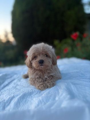 EŞSİZ GÜZELLİKTE MALTİPOO YAVRULARIMIZ