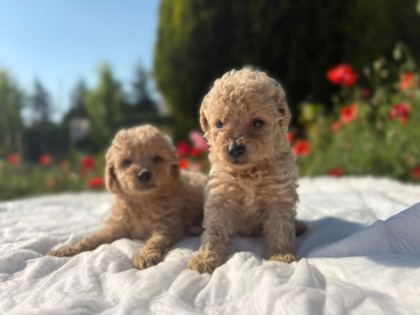 EŞSİZ GÜZELLİKTE MALTİPOO YAVRULARIMIZ