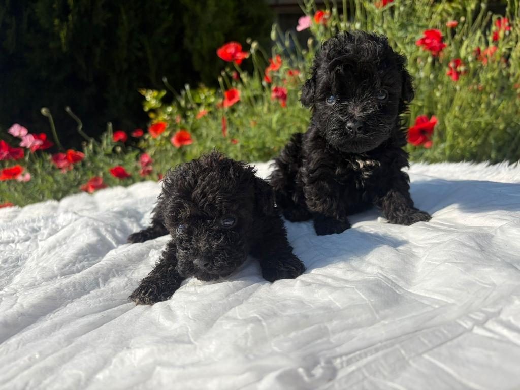ÖZEL RENK MALTİPOO