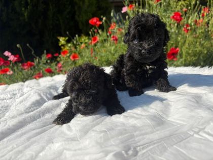 ÖZEL RENK MALTİPOO