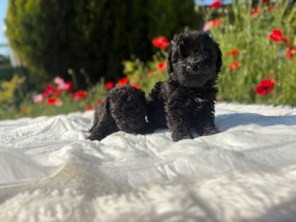 ÖZEL RENK MALTİPOO