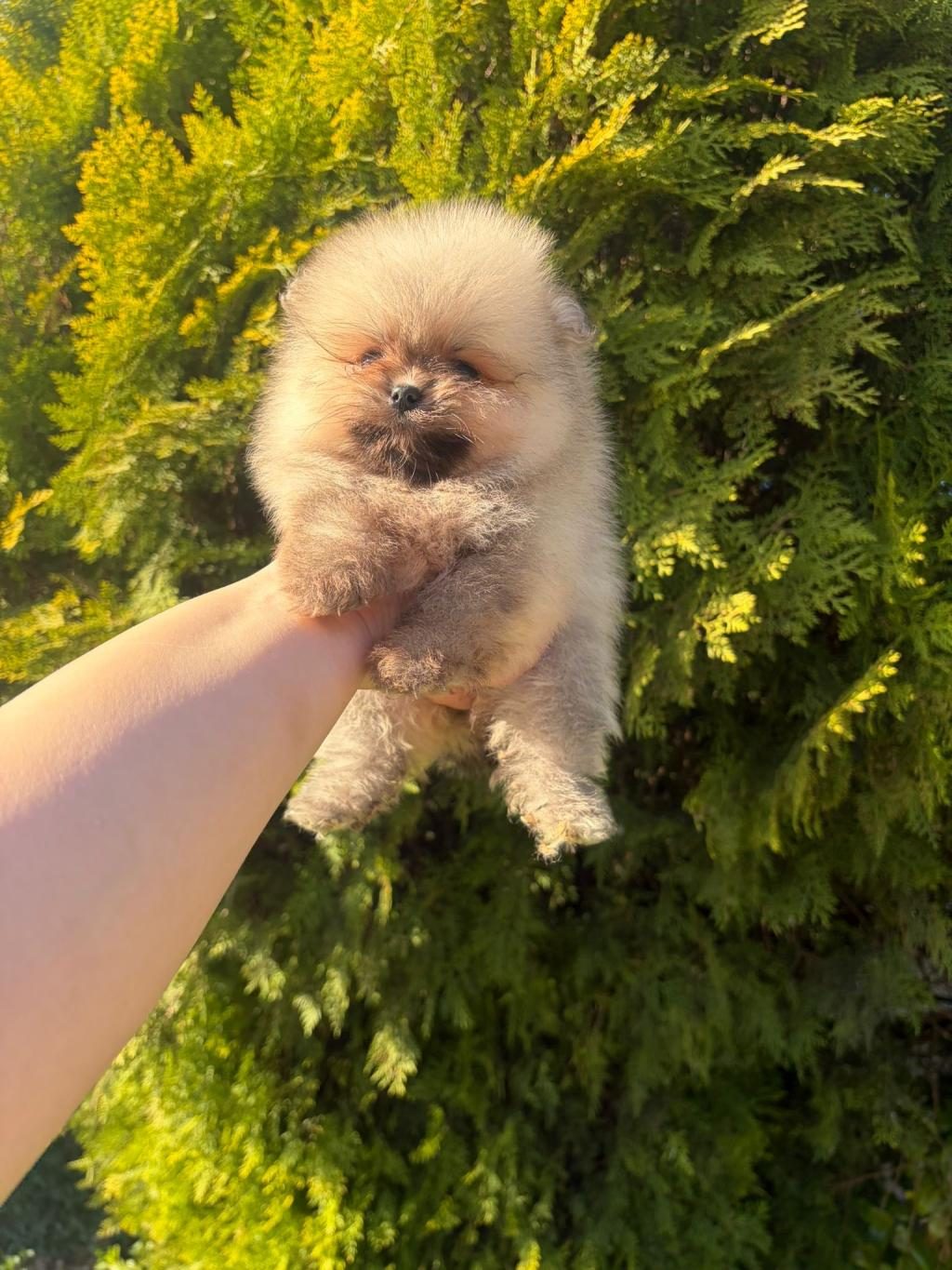 POMERANİAN BOO YAVRULARIMIZ YENİ YUVASINI ARIYOR
