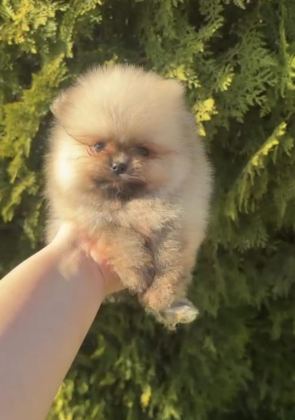 POMERANİAN BOO YAVRULARIMIZ YENİ YUVASINI ARIYOR