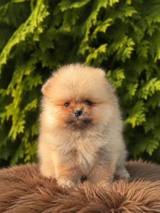 POMERANİAN BOO YAVRULARIMIZ YENİ YUVASINI ARIYOR