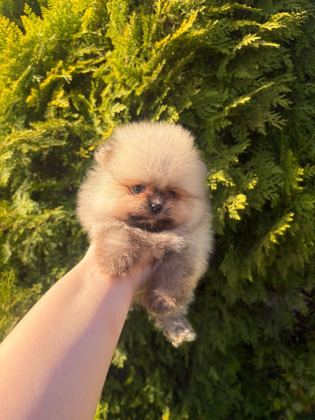 POMERANİAN BOO YAVRULARIMIZ YENİ YUVASINI ARIYOR