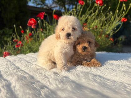 EŞSİZ GÜZELLİKTE MALTİPOO YAVRULARIMIZ