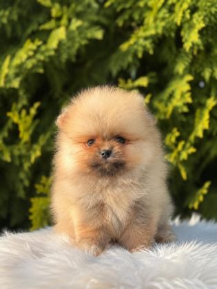 POMERANİAN BOO YAVRULARIMIZ YENİ YUVASINI ARIYOR