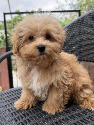 MİNİ MALTİPOO