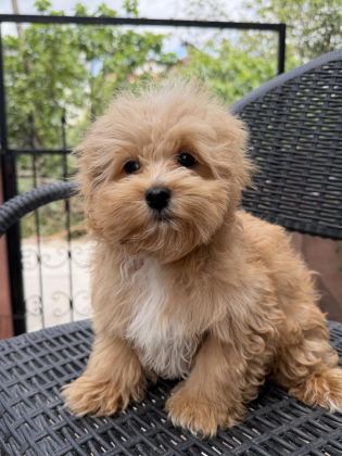 MİNİ MALTİPOO