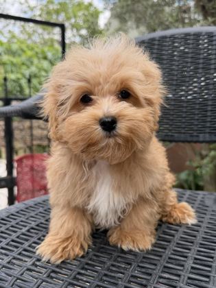 MİNİ MALTİPOO