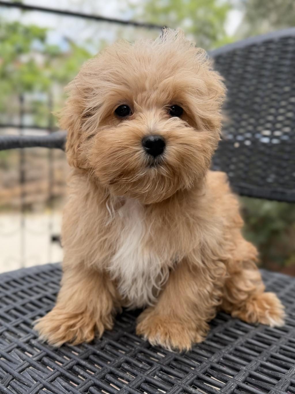 MİNİ MALTİPOO