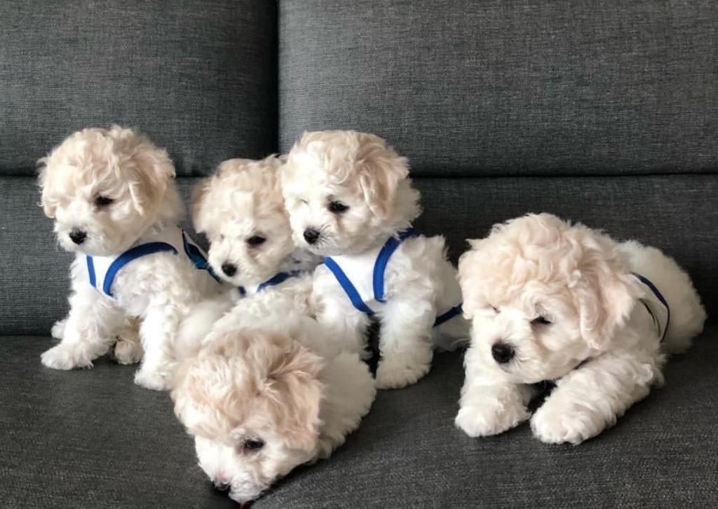 MİNİ MALTİPOO YAVRULARIMIZ MAGAZAMIZDA CANLI GÖRÜN