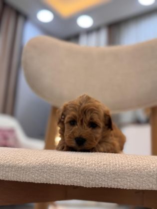 ORJİNAL MALTİPOO BEBEKLERİM