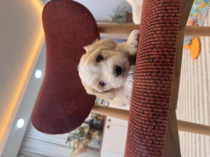 MALTİPOO BEBEĞİM