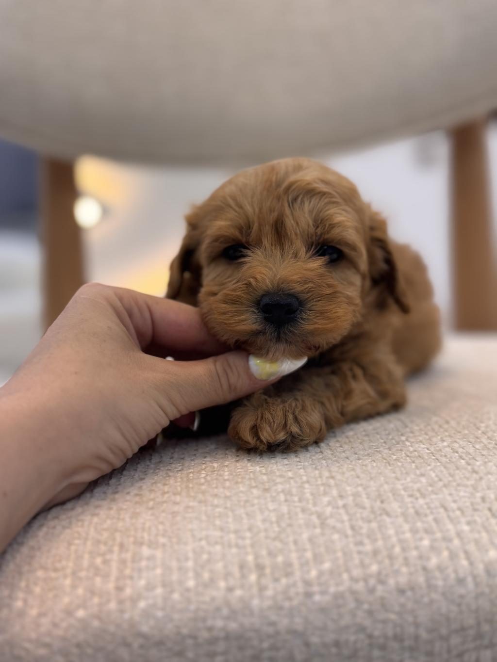 ORJİNAL MALTİPOO BEBEKLERİM