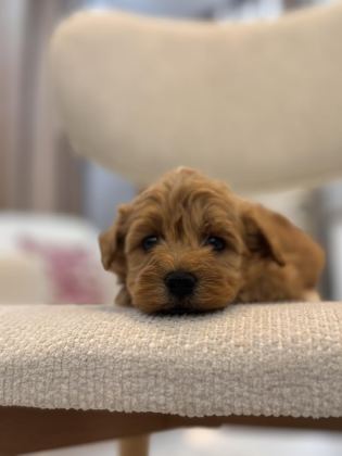 ORJİNAL MALTİPOO BEBEKLERİM