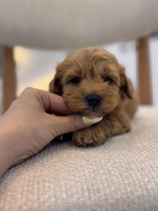 ORJİNAL MALTİPOO BEBEKLERİM