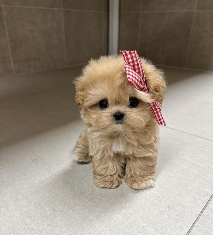 MALTİPOO PUF BEBEĞİM