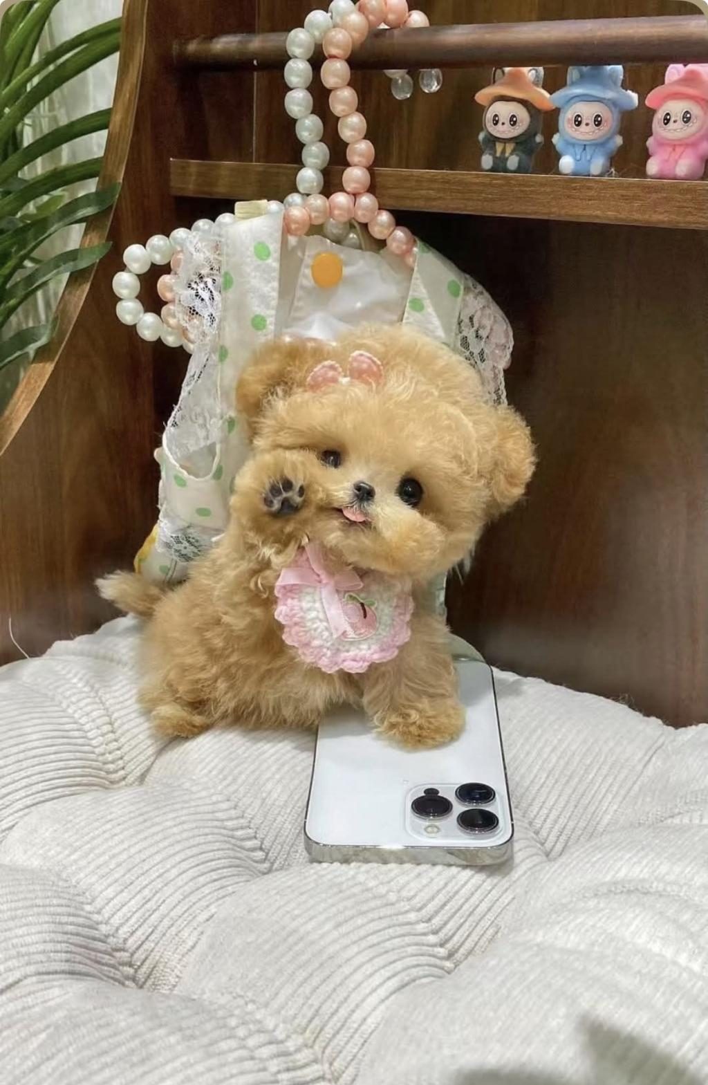 MALTİPOO BARBİE BEBEĞİM
