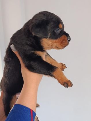 A KALİTE ROTTWEİLER YAVRULARIM