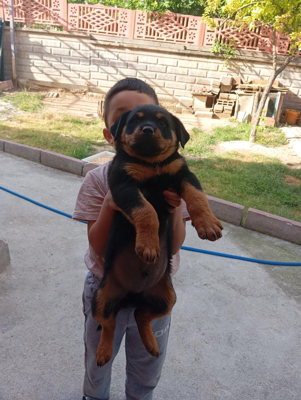 ROTTWEİLER BEBEK