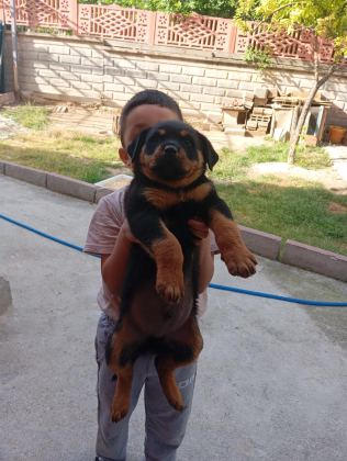 ROTTWEİLER BEBEK