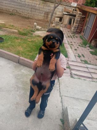 ROTTWEİLER BEBEK