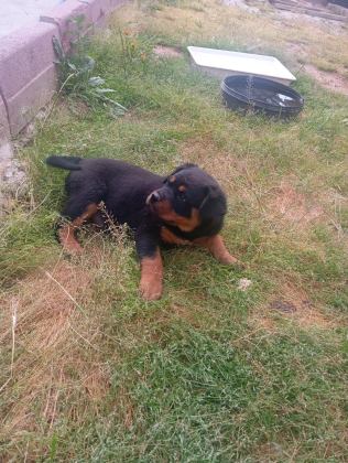 ROTTWEİLER BEBEK
