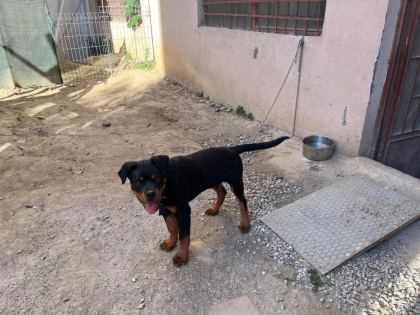 SAFKAN ROTTWEİLER ERKEK