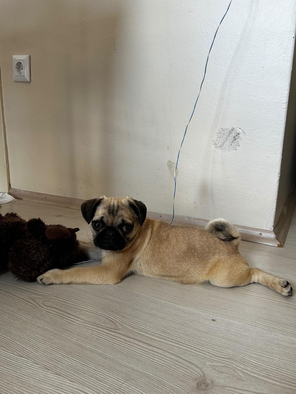 A KALİTE PUG MOPS